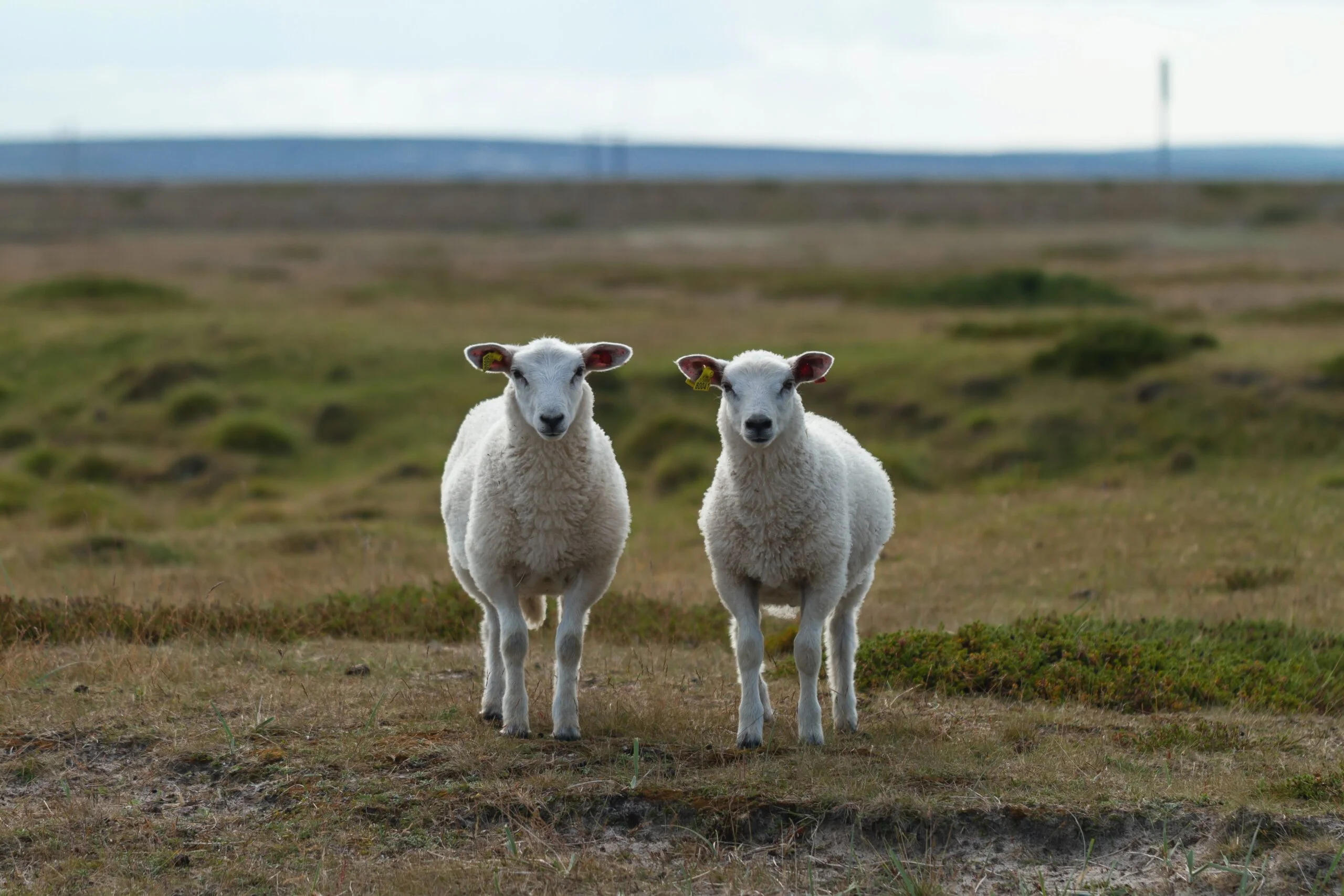 duplicate content sheep